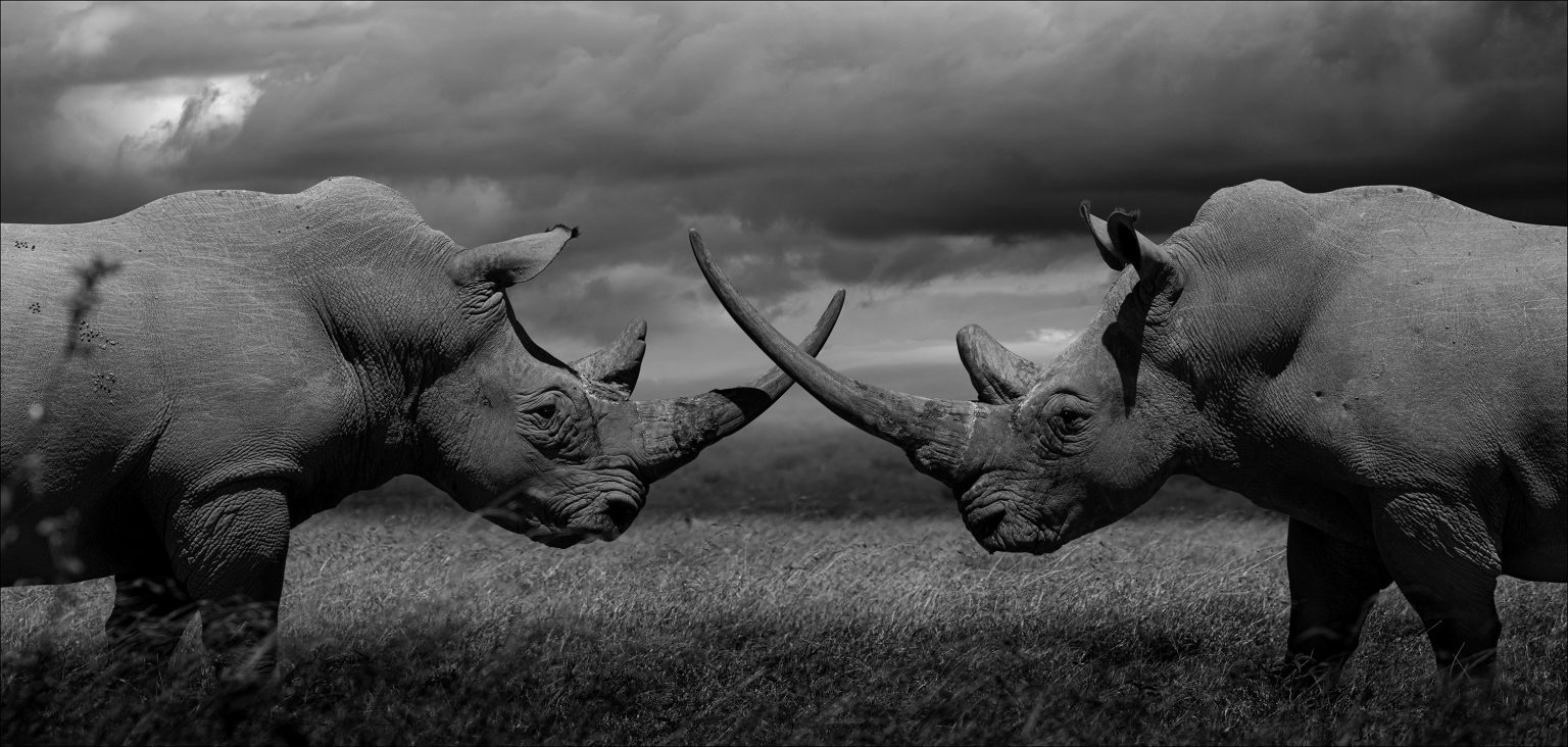 D-BRAND-LARS-RHINOs